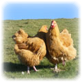 hens for sale in cornwall and devon