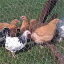 buf_orpington_hens_for_sale