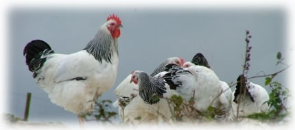 hens hatching eggs poultry arks for sale devon and cornwall