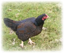 hens hatching eggs poultry arks for sale devon and cornwall