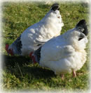 hens for sale in devon and cornwall