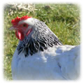 hens chickens poultry arks hatching eggs for sale devon and cornwall