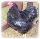 hens cockerel poultry arks and hatching eggs for sale in cornwall and devon